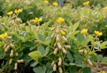 花生上树,你敢吃吗?-程序员中文网