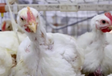 价格暴涨300%,它从“没人要”到“买不到”-程序员中文网