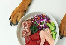 当宠物吃上39.9元的便当:鲜食成新“风口”,已有品牌开启0元加盟-程序员中文网